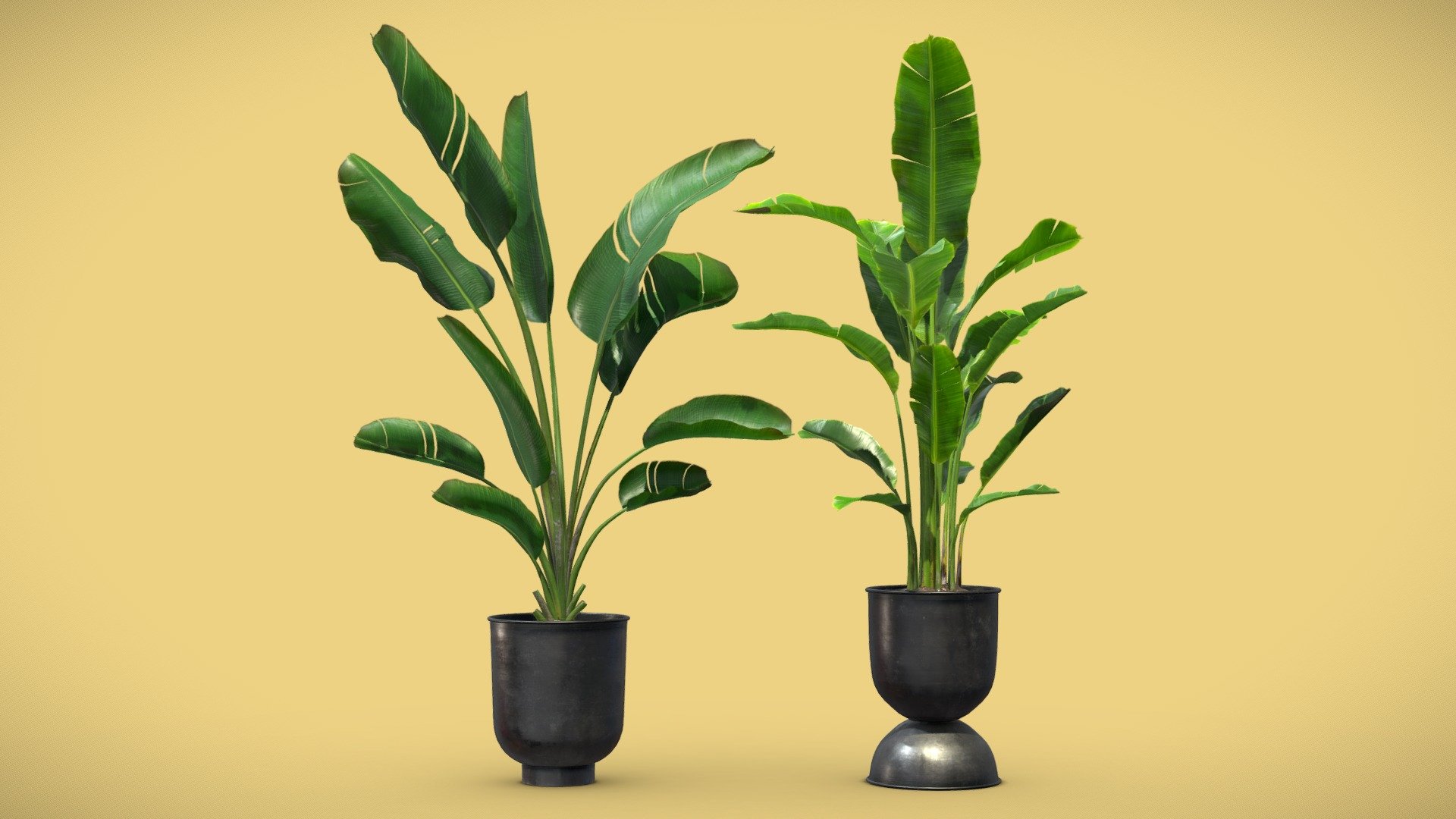 Strelitzia Set - Banana Plant

Strelitzia Reginae and Strelitzia Nicolai are beautiful houseplants highly sought after due to the exquisite beauty of their large, long leaves. The Strelitzia originates from South Africa and owes its nickname to the shape and colour of the plant. Theses potted houseplants will bring tropical fair to your indoor renders. 

4k Textures




Vertices  21 624

Polygons  41 475

Triangles 39 770
 - Strelitzia Set - Banana Plant - Buy Royalty Free 3D model by AllQuad 3d model