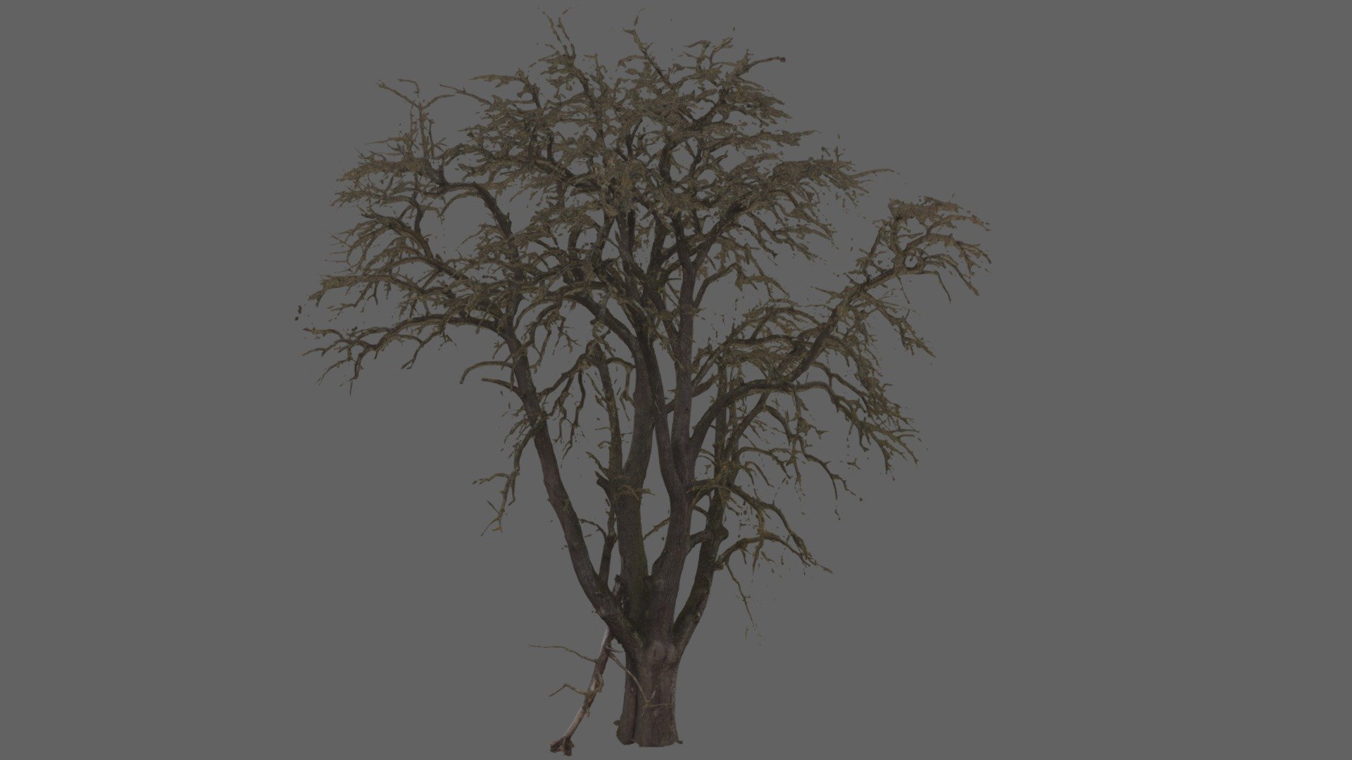 Old pear tree in winter. Photoscan out of 700 pictures 3d model