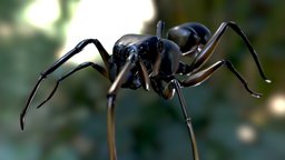 Myrmarachne ant, spider