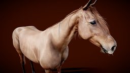 Horse unicorn, mustang, anatomy, spirit, cowboy, horses, jump, reference, farm, realistic, beautiful, cheval, pelt, farwest, equine, stallion, anatomy-reference, beautiful-girl, galop, licorne, equidae, sabot, race, equid, selle-italia