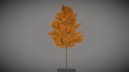 Platane 12m Autumn tree, baum, blatt, blender-3d, herbst, vis-all, vis-all-3d, platane, 12-meter, citytree, platane-12-meter, 3dhaupt, software-service-john-gmbh, low-poly, blender3d