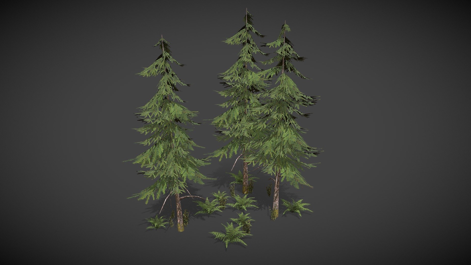 Norway Spruce - Norway Spruce - 3D model by davs27 (@daanvs27) 3d model