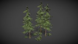 Norway Spruce tree, forest, nature, spruce, nature-plants