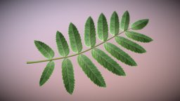 Rowan Leaf High Poly tree, high-poly, blatt, vis-all-3d, eberesche, 3dhaupt, software-service-john-gmbh, blender3d, leaves