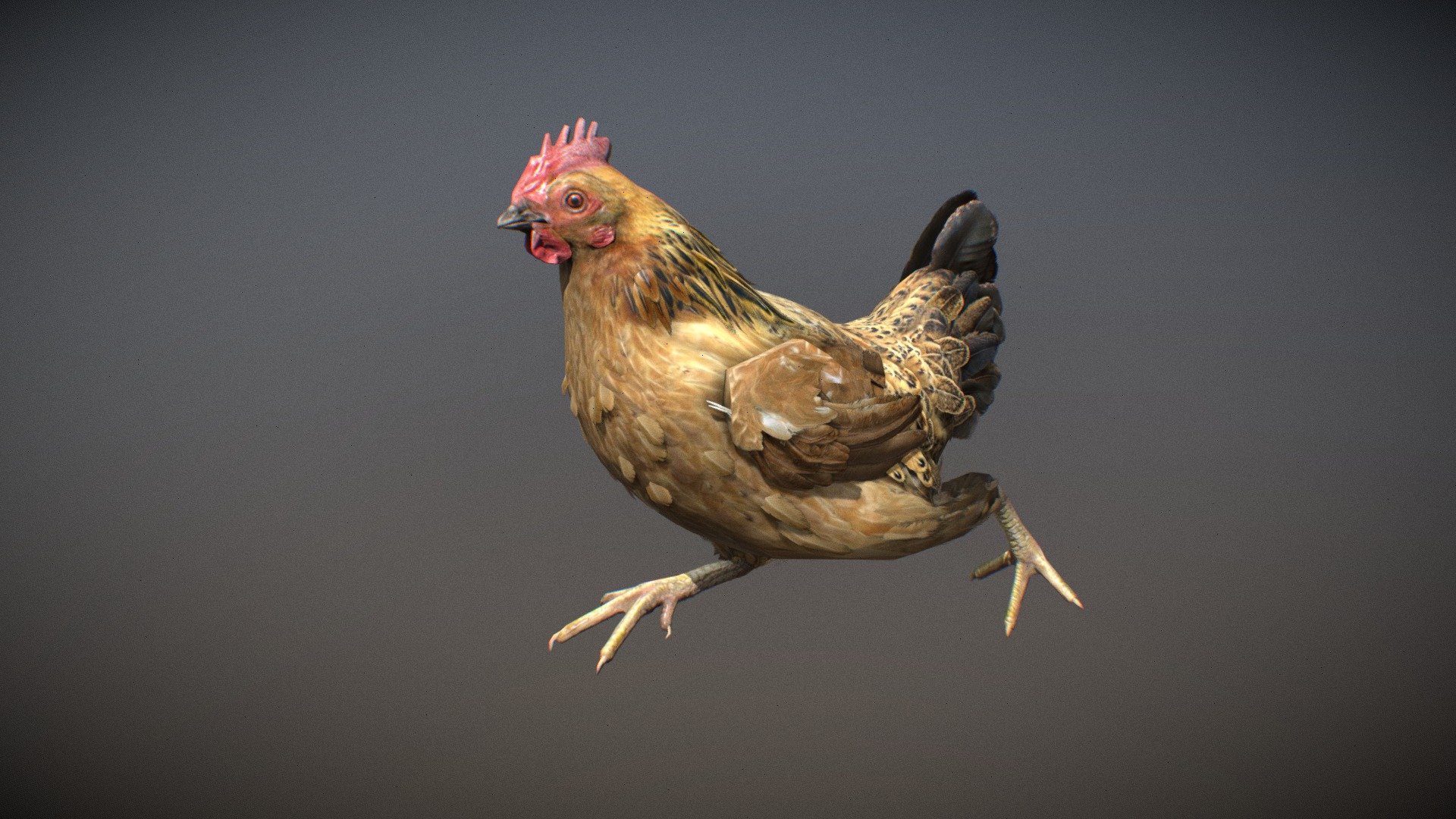 Animated realistic female Chicken  with 6 animations authored at 60fps and 4k textures.

Note: Preview uses lower-res mesh (LOD1), 1K textures and only a few of the full set animations.

Get our animal in full detail, 4K textures and check the full list of animations.

Features:




female Chicken model

Animations authored at 60 fps

All animations available with and without the root motion

uncompressed 4K Textures

3ds Max animation rig

LODs
 - Animalia - Chicken (female) - 3D model by GiM (@GamesInMotion) 3d model