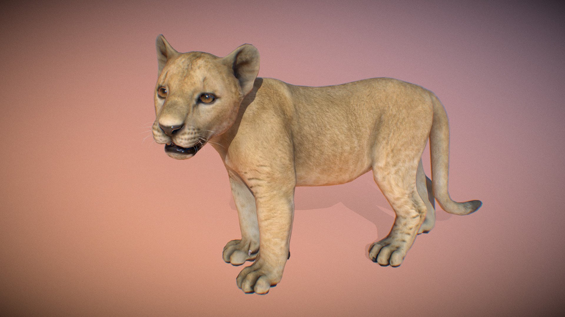 Animated realistic male Lion with bone mesh, 70 animations authored at 60fps and 4k textures.

Note: Preview uses lower-res mesh (LOD1), 1K textures and only a few of the full set animations.

Get our animal in full detail, 4K textures and check the full list of animations.

Features:


young Lion model
bone mesh
Animations authored at 60 fps
All animations available with and without the root motion
uncompressed 4K Textures
3ds Max animation rig
LODs
 - Animalia - Lion (young) - 3D model by GiM (@GamesInMotion) 3d model
