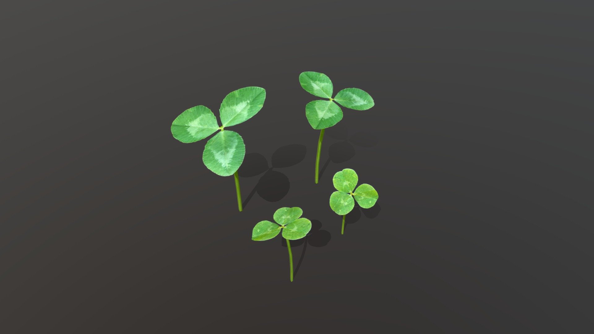 Trifolium repens, or white clover, is a herbaceous perennial plant in the bean family Fabaceae . It is native to Europe, including the British Isles, and central Asia.
The textures were created from photos of real clovers.

2048x2048 maps: color, roughness and opacity 3d model