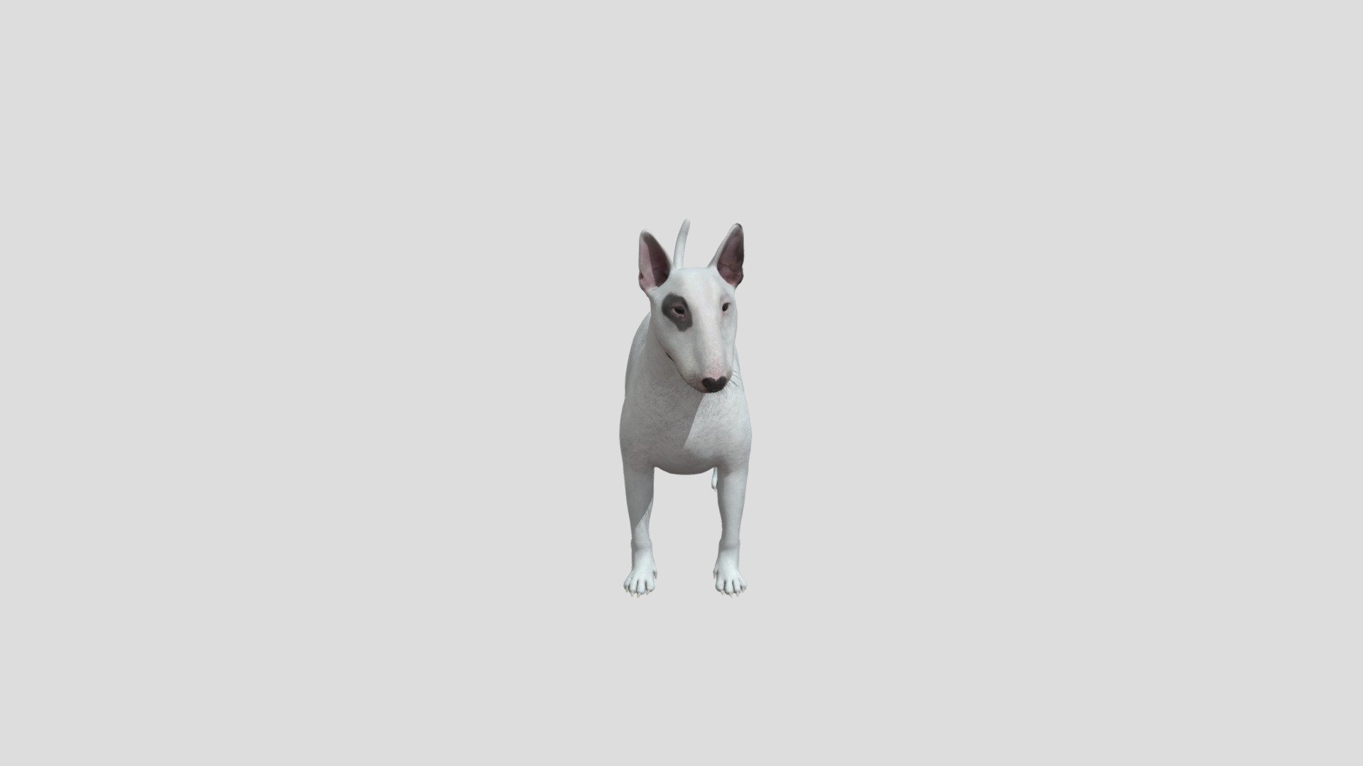 dog  Bull Terrier  realistic animal animated - Dog Bull Terrier - Buy Royalty Free 3D model by Phil3D (@philosophie) 3d model