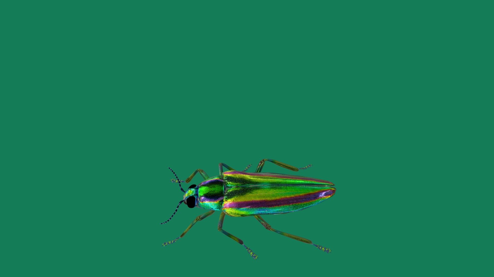 Chrysochroa fulgidissima also known as/ Jewel beetle 
Higher classification: Chrysochroa
Scientific name: Chrysochroa fulgidissima
Family: Buprestidae
Order: Beetle
Suborder: Polyphaga
Biological rank: Species - Jewel Beetle (Non-Commercial) - Download Free 3D model by Nyilonelycompany 3d model