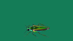 Jewel Beetle (Non-Commercial) insect, animals, myanmar, nyilonelycompany, armyanmar, chrysochroa, fulgidissima, chrysochroafulgidissima