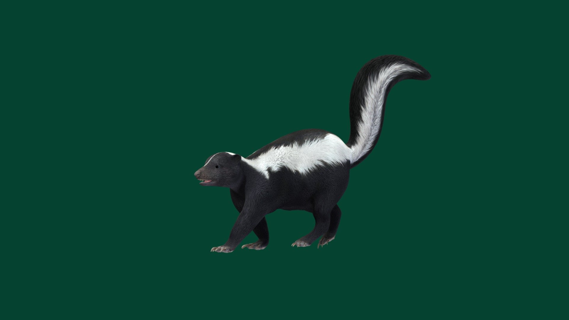 Mephitidae Skunk

Skunk Animal Mammal  (H)

1 Draw Calls

Game Ready 

8 Animations

4K -2K. PBR Textures Material

Unreal FBX

Unity FBX  

Blend File 

USDZ File (AR Ready). Real Scale Dimension

Textures Files

GLB File

Gltf File ( Spark AR, Lens Studio(SnapChat) , Effector(Tiktok) , Spline, Play Canvas ) Compatible

Vertices      -   18994
Triangles    -   37364

Diffuse , Metallic, Roughness , Normal Map ,Specular Map,Specular Tint

Skunks are mammals in the family Mephitidae. They are known for their ability to spray a liquid with a strong, unpleasant scent from their an al glands. Different species of skunk vary in appearance from black-and-white to brown, cream or ginger colored, but all have warning coloration. Wikipedia
Mass: Eastern spotted skunk: 600 g, MORE Encyclopedia of Life
Term for young: kit - Skunk (GameReady) - Buy Royalty Free 3D model by Nyilonelycompany 3d model