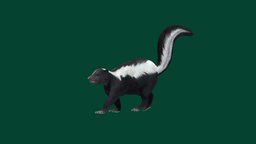 Skunk (GameReady) animals, mammal, skunk, game, animation, gameready, nyi, nyilonelycompany, noai, mephistotle, spotted_skunk, mephitidae