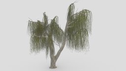 Weeping Willow Tree-12 weeping, willow, weepingwillow, 3dweepingwillow, 3dweeepingwillow, 3dlowpolyweepingwillow, shidareyanagi, chui-liu, trauerweide, saucelloron, treurwilg