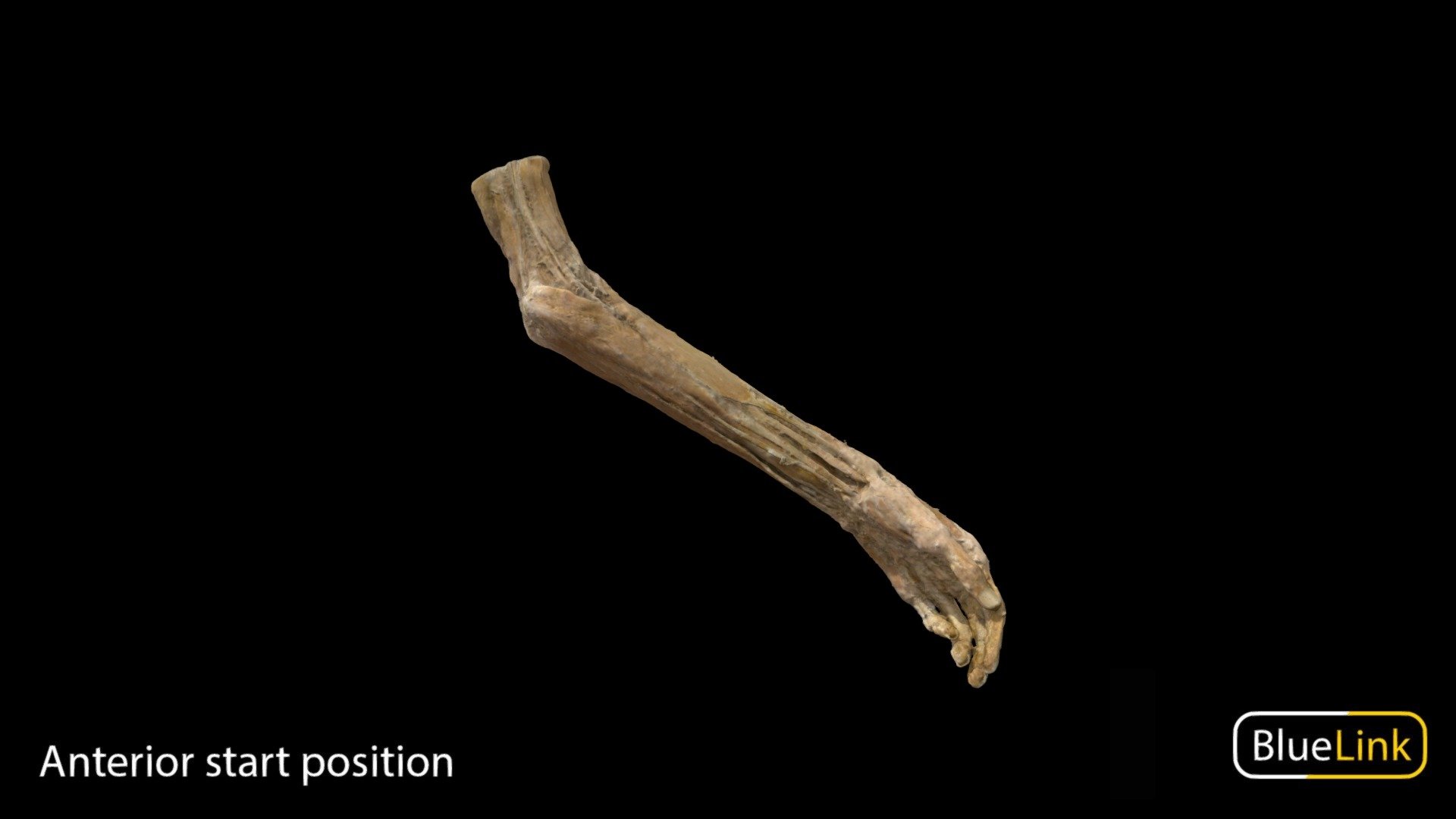 3D scan of the Bones of the right hand

Captured with Einscan Pro

Captured and edited by: Will Gribbin

Copyright2019 BK Alsup &amp; GM Fox

ID 29012-U05 - Left Arm Superficial Compartment - 3D model by Bluelink Anatomy - University of Michigan (@bluelinkanatomy) 3d model