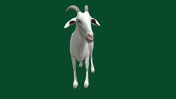 Alpine Goat (Non-commercial) goat, animals, myanmar, nyilonelycompany, armyanmar, google3d, alphine