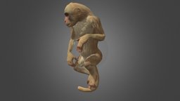 Monkey- Free monkey, animal, animation, free, animated, noai