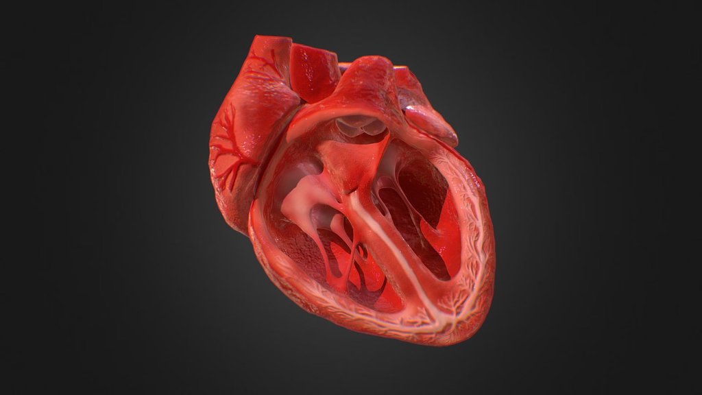 Download Now!

Buy from CGTrader

Buy from Turbosquid
Checkout the newer version of this model which is better animated and textured.

I have been trying from a while to create a realistic 3d model of the human heart, with a very low polygon count so that it can be used in mobile applications or games&hellip; 








Zbrush sculpt - polypaint -25 morphs - animated in cinema 4d - 3d Animated Realistic Human Heart V1.0 - 3D model by Anatomy by Doctor Jana (@docjana) 3d model