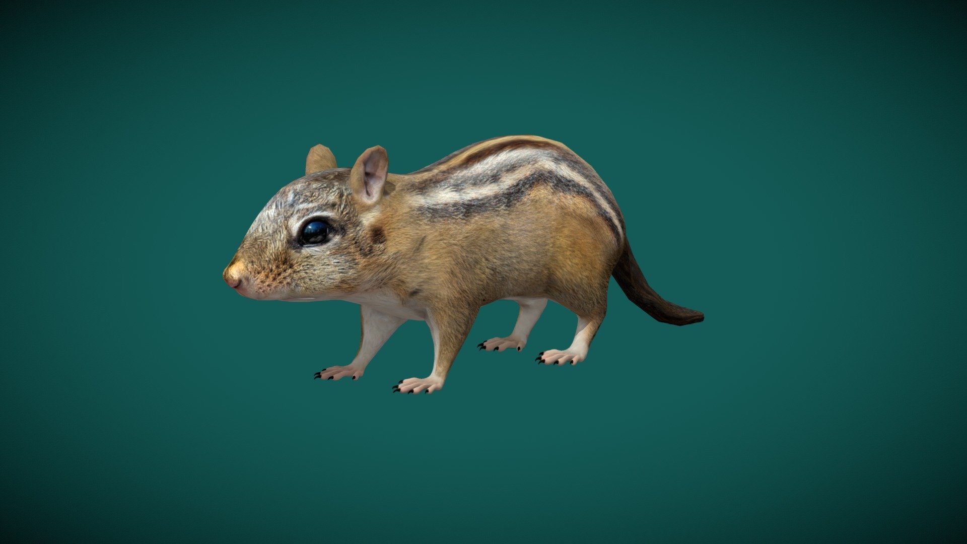 **Chipmunks (Striped Rodents) 

Tamias small, striped rodents Sciuridae Animal ( Mammalia )

1 Draw Calls

GameReady 

11 Animations

4K PBR Textures Material

Unreal FBX

Unity FBX  

Blend File 

USDZ File (AR Ready). Real Scale Dimension

Textures Files

GLB File

Gltf File ( Spark AR, Lens Studio(SnapChat) , Effector(Tiktok) , Spline, Play Canvas ) Compatible

Triangles : 8759

Vertices  : 4398

Faces     : 4499

Edges     : 8892**

Diffuse , Metallic, Roughness , Normal Map ,Specular Map,AO

Chipmunks are small, striped rodents of the family Sciuridae. Chipmunks are found in North America, with the exception of the Siberian chipmunk which is found primarily in Asia. Wikipedia
Lifespan: Eastern chipmunk: 3 years, Siberian chipmunk: 6 – 10 years
Class: Mammalia
Domain: Eukaryota
Family: Sciuridae
Kingdom: Animalia
Order: Rodentia - Chipmunk Tamias (lowpoly) - 3D model by Nyilonelycompany 3d model