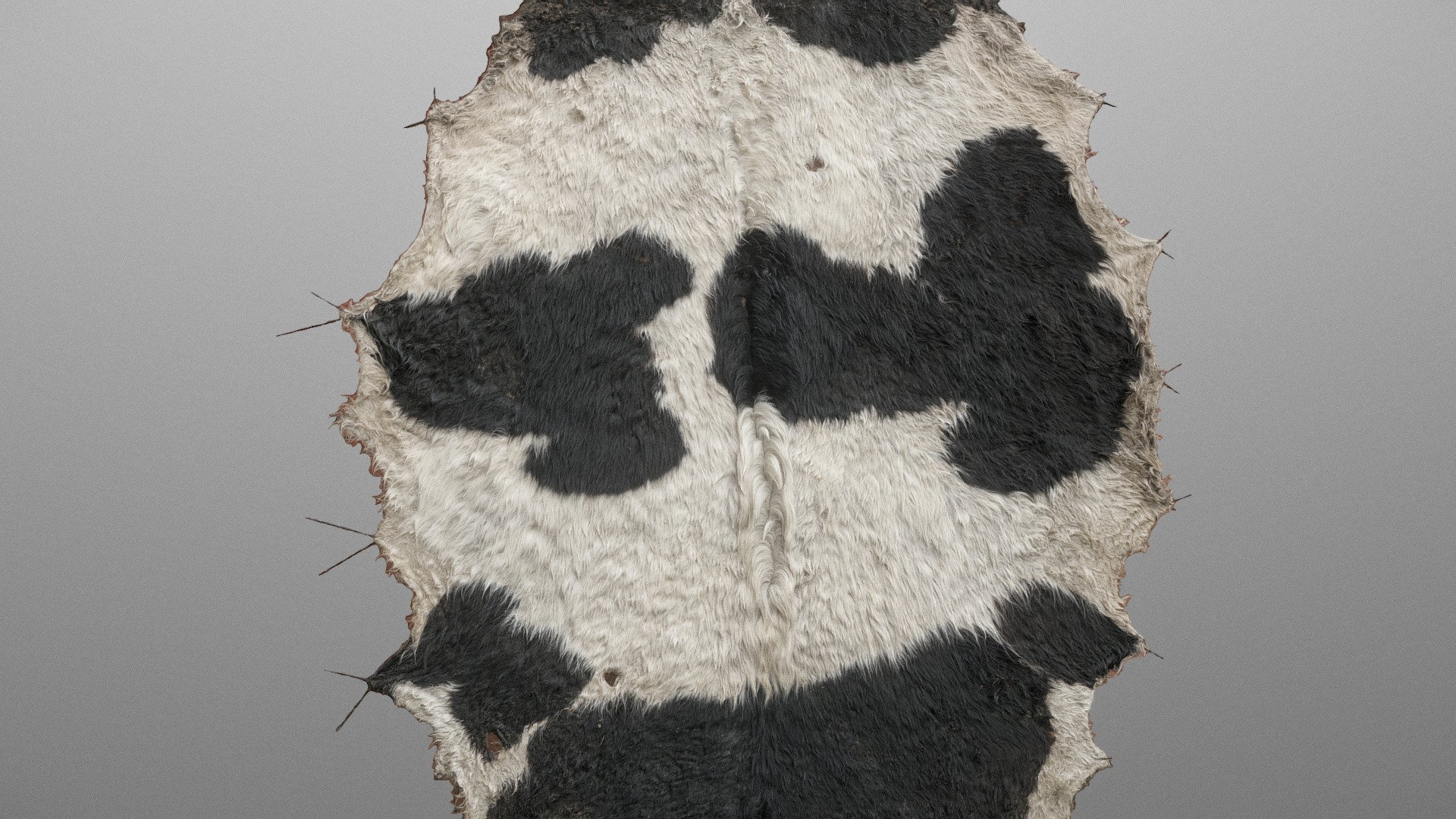 Cowhide cow hide, natural dryed raw cow's animal skin with fur on rope twine hanger

Photogrammetry scan 120x36MP, 2x8K textures - Cowhide - 3D model by matousekfoto 3d model