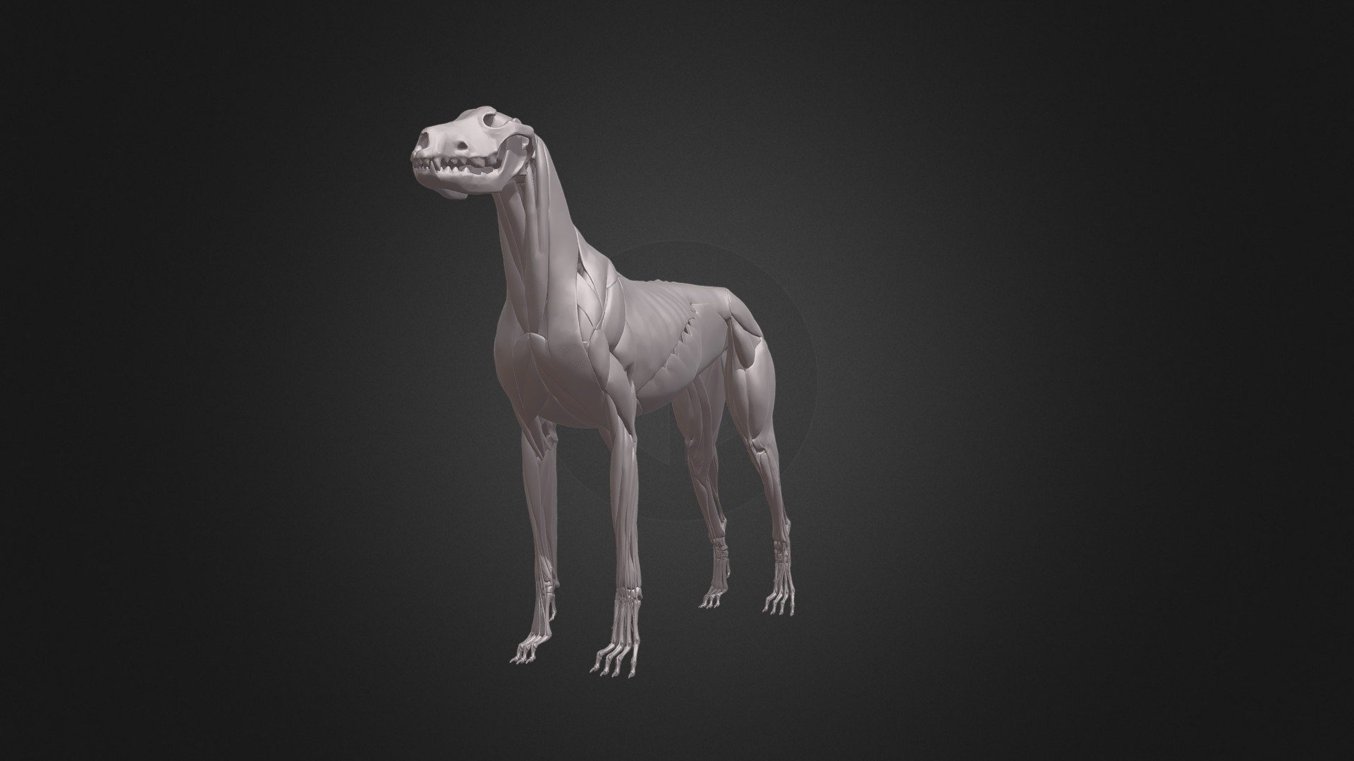 Animal Anatomy Study Decimated(300k) in Zbrush - DOG ANATOMY - 3D model by zorrenhimself 3d model