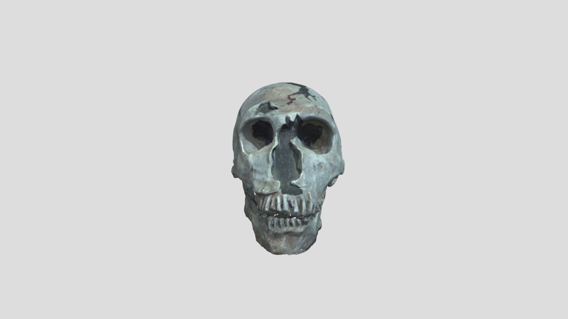 ✅ Homo neanderthalensis - 3D model by Online Learning Media Studio (@olapeditor) 3d model