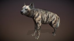 Animalia quadruped, hyena, gim, striped-hyena, animalia, animal, animated