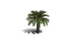 Realistic HD Japanese sago palm (3/40) trees, tree, plant, forest, plants, palm, asia, outdoor, foliage, nature
