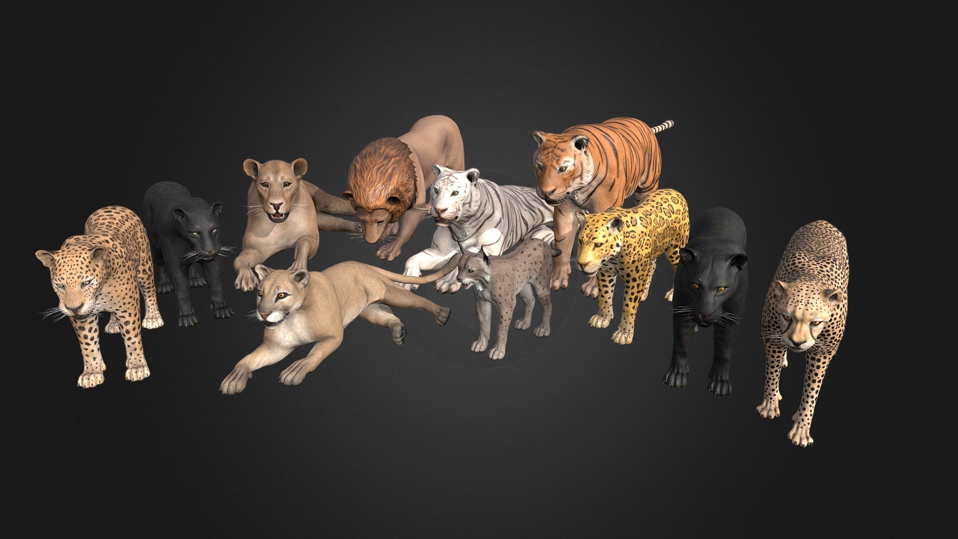 This asset has Wild  cats pack




Lion 25000 tris (6200 tris mobile version)

Lioness 23800 tris (6150 tris mobile version)

Tiger 26000 tris (6100 tris mobile version)

Jaguar 25750 tris (6000 tris mobile version)

Leopard 24650 tris (4900 tris mobile version)

Cheetah 25450 tris (6900 tris mobile version)

Puma 23200 tris (4400 tris mobile version)

Lynx 23550 tris (6350 tris mobile version)

All models have 76 animations

Texture dimensions: 2048*2048.

Leopard, Jaguard and Tiger have 2 types of color

All model have 4 LODs.

You can view each model separately using the links below.
* Lion 
* Lioness 
* Tiger
* Jaguar 
* Leopard
* Cheetah 
* Puma 
* Lynx 

If you have any questions, please contact us by mail: Chester9292@mail.ru - Pack Of Wild Cats - Buy Royalty Free 3D model by Darina3D 3d model