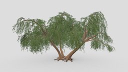 Prosopis Tree- 05