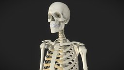 Skeleton skeleton, store, realistic, anatomical, skeletal, buy, humananatomy, low-poly-model, pbr, skull, medical, boat
