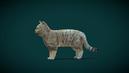 Sand Cat (Lowpoly)