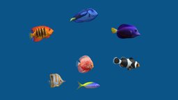 Aquarium Fish 7 (Pack 3) fish, discus, tropical, river, underwater, coral, aquarium, tang, bay, angelfish, freshwater, clownfish, aquarium-fish