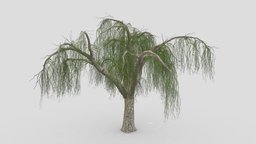 Weeping Willow Tree-09