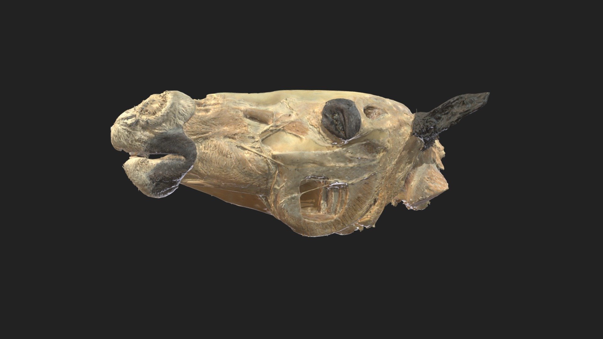 halved head of a horse 

size of specimen: 643.8 x 281.4 x 84.5 mm

3D scanning performed with the structured light scanners “Artec Leo” and “Artec Space Spider” - halved head horse - 3D model by vetanatMunich 3d model