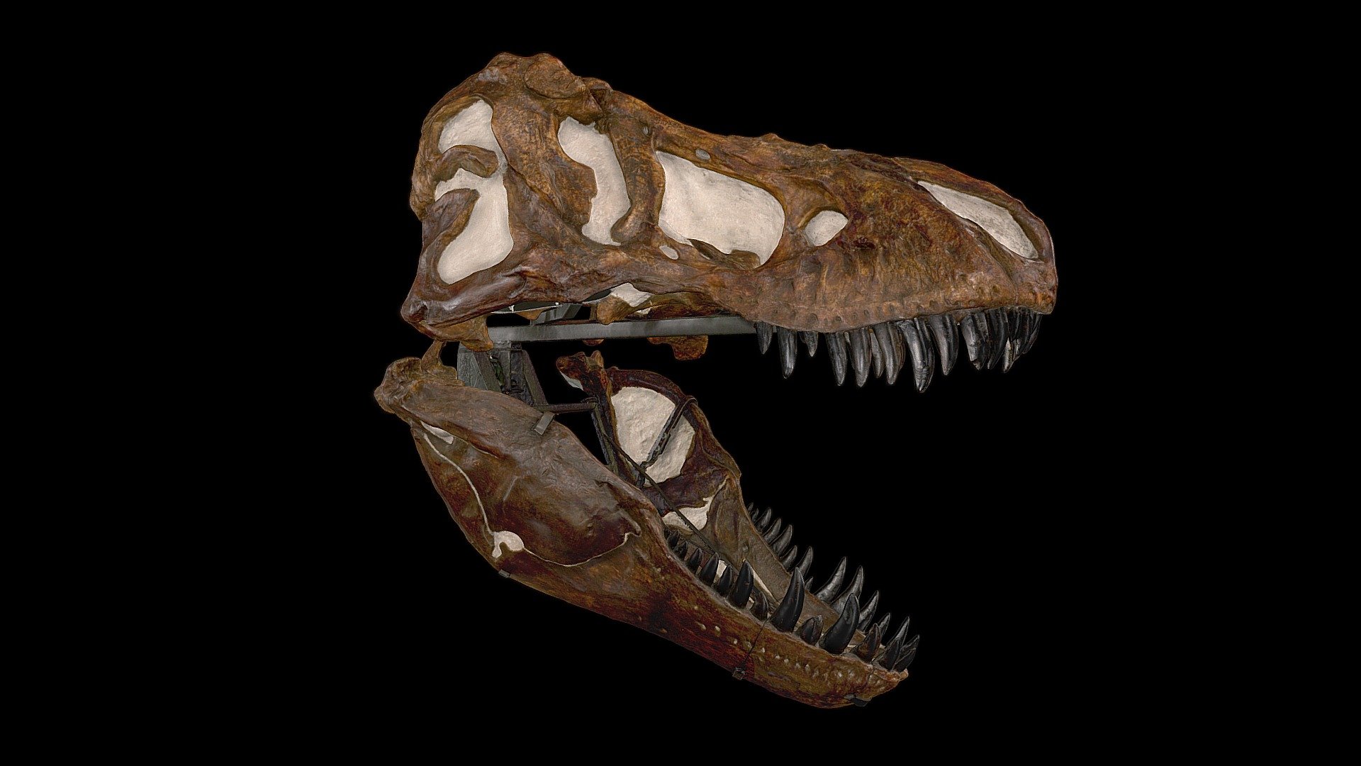 Tyrannosaurus Skull from the lobby of the Science Museum of Minnesota. 3D Scanned with the Artec Leo in about 5 minutes from a safe distance behind the exhibit barriers. Data processed in HD mode in about 2 hours 3d model