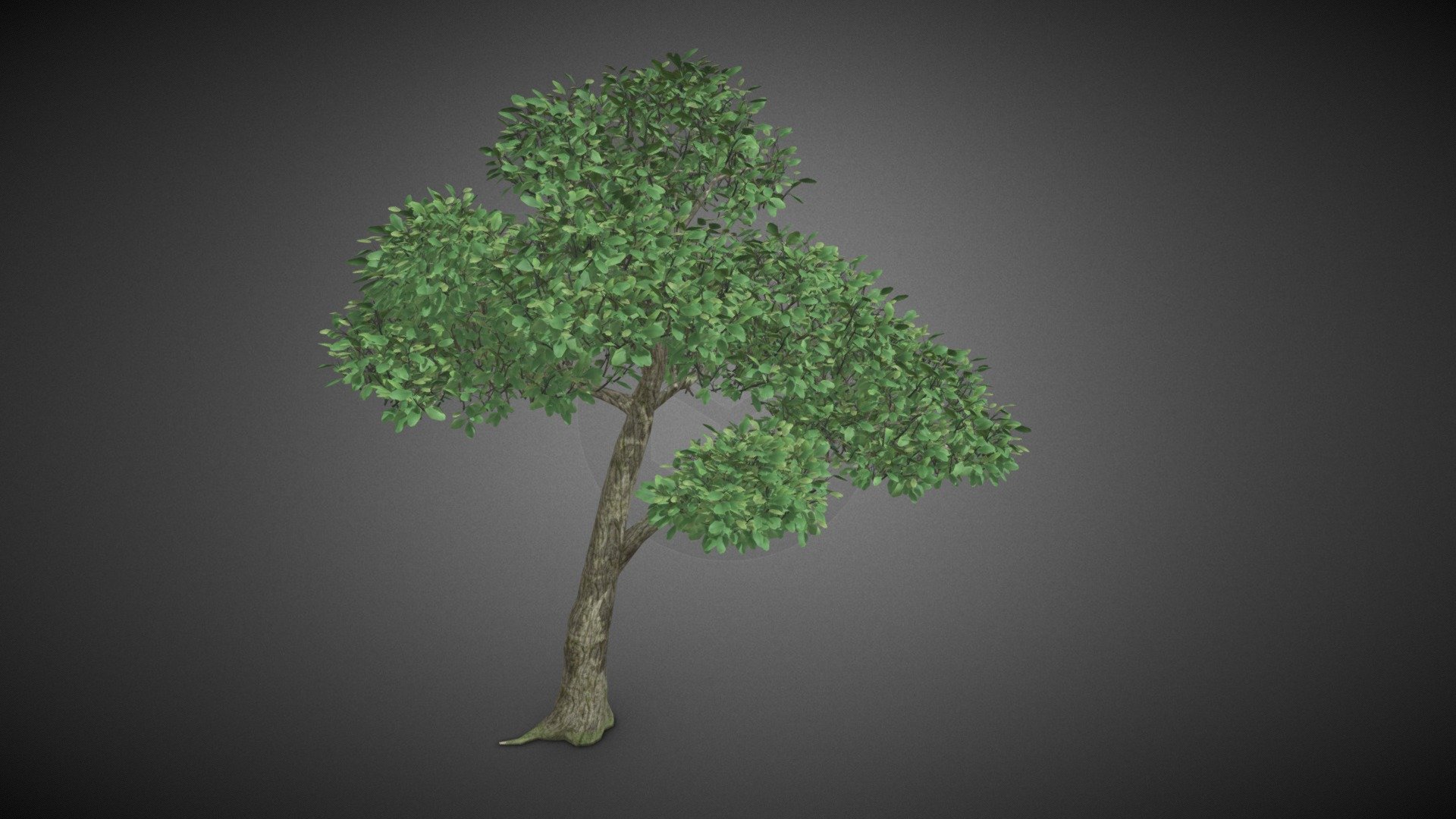 Tree plant - Tree plant - Buy Royalty Free 3D model by misitewang 3d model