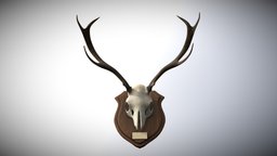 Simple Deer Skull Trophy deer, softimage, 3dcoat, trophy, deerskull, skull