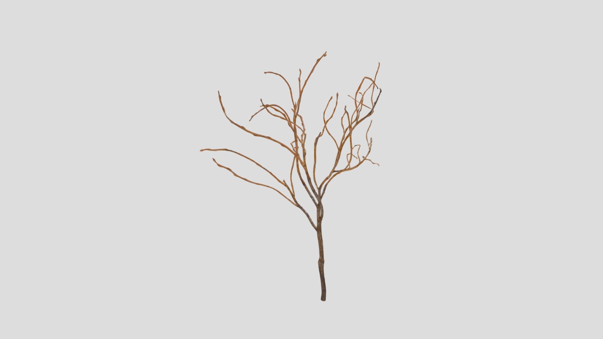 Photogrammetry done with Agisoft Metashape from photos of a dried up blueberry branch from DSLR camera photos 3d model