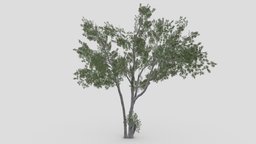 Conocarpus Tree- 08 unreal, conocarpus, unity, 3dconocarpus, lowpoly-conocarpus