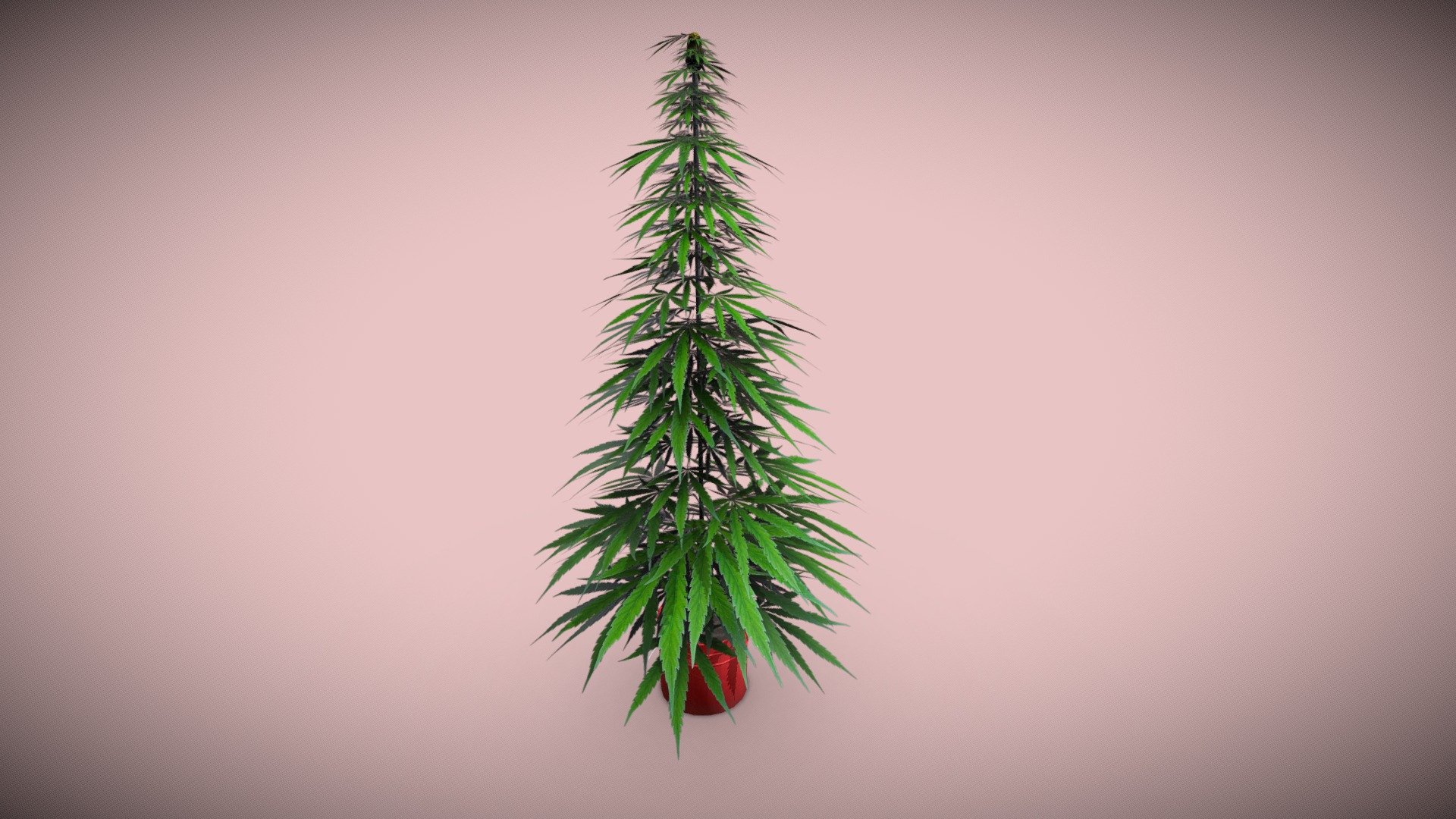 Cannabis Plant (Christmas version) 3d model