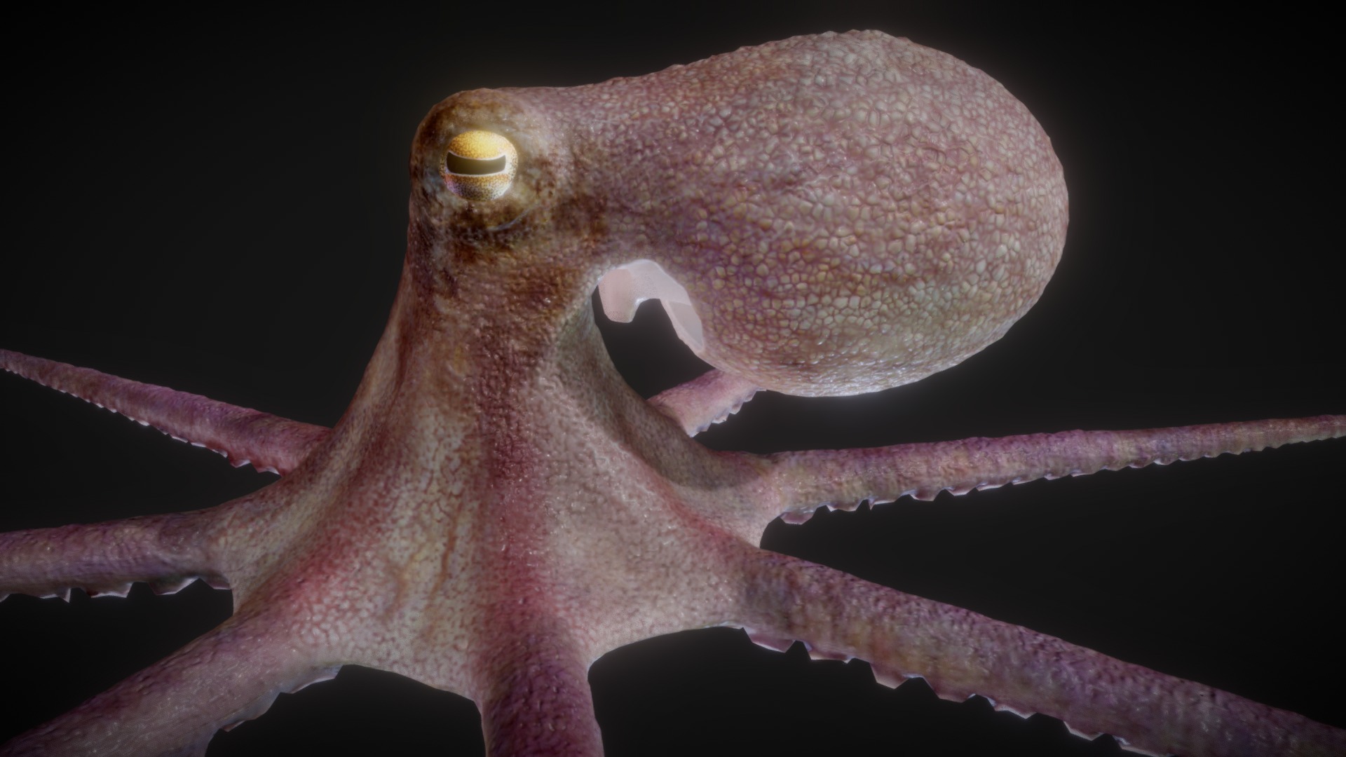 I'm re-doing the octopus. Within a few weeks I will receive a whole octopus again to dissect. want to make a full infographic of it 3d model