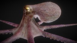 Common Octopus WIP octopus