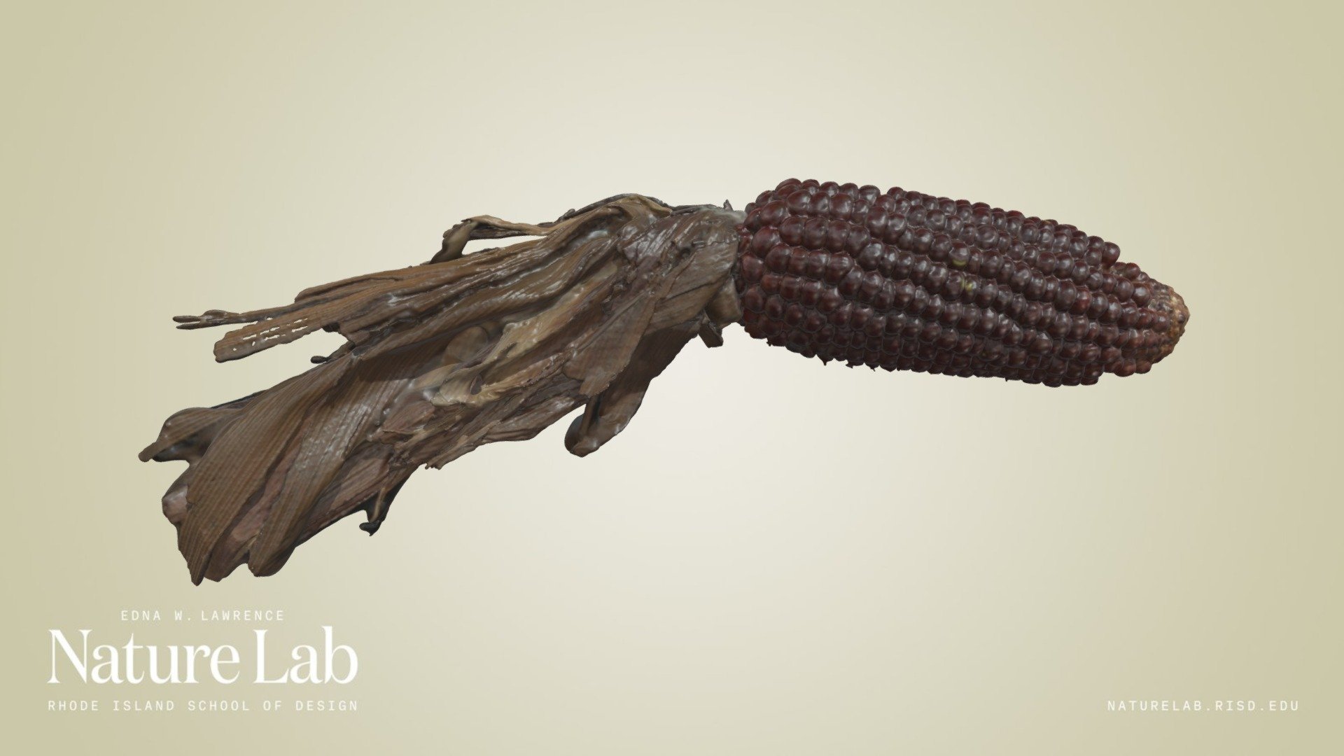 Zea mays

&ldquo;Maize is widely cultivated throughout the world, and a greater weight of maize is produced each year than any other grain. [&hellip;] The six major types of maize are dent corn, flint corn, pod corn, popcorn, flour corn, and sweet corn.