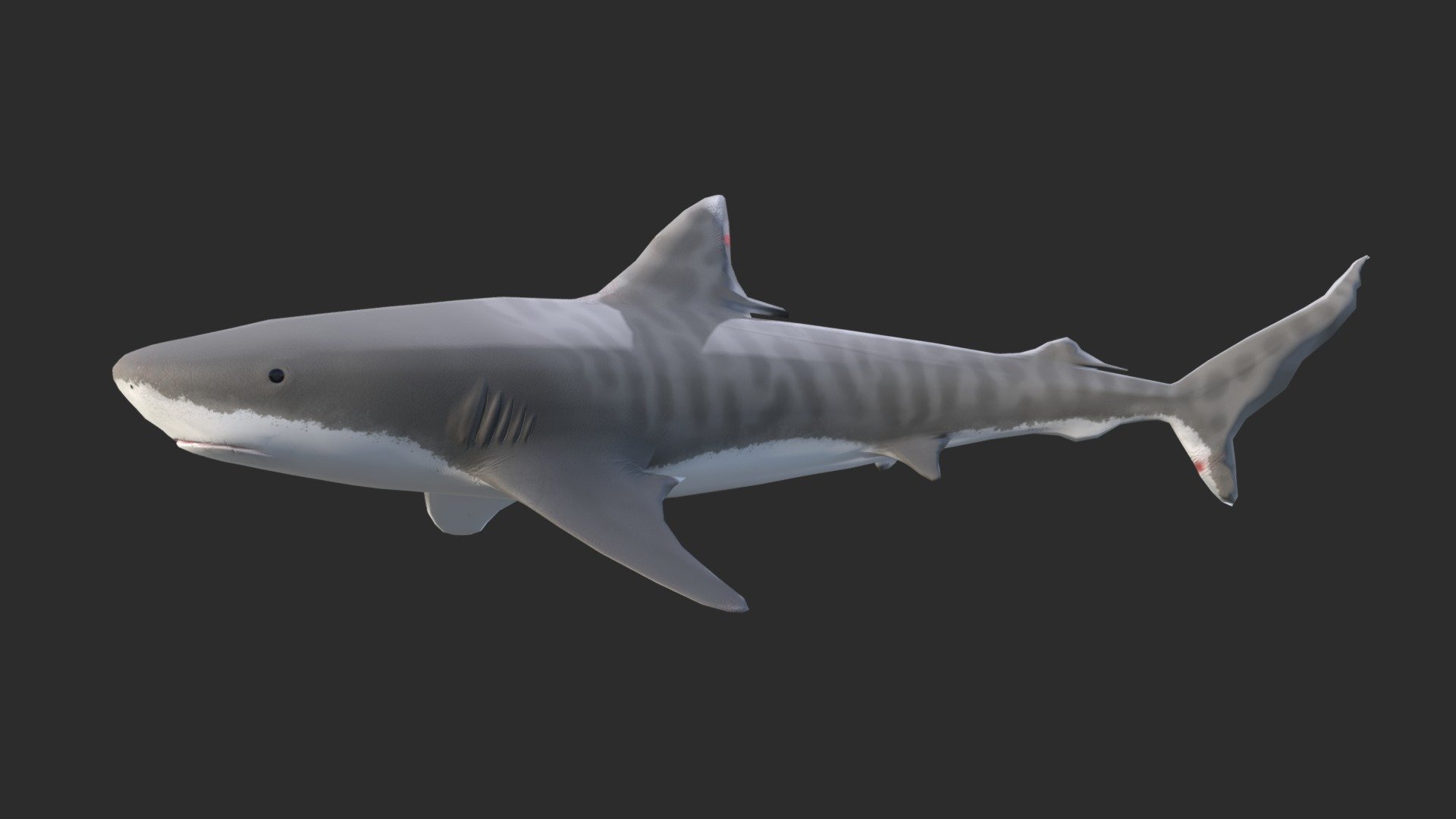 This is a model of a tiger shark (Galeocerdo Cuvier) ready for game and low poly using. The one material is ready for PBR rendering.

Originally created with Blender 2.77

Low poly model

SPECIFICATIONS




Objects : 1 

Polygons : 2086 

Subdivision ready : Yes 

Render engine : Cycles render

TEXTURES




Materials in scene : 1 

Texture size mixed (4096px) 

Textures (Diffuse, Metallic, Roughness, Normal, Heigh and AO) are included 

Textures formats : JPG/PNG

GENERAL




Real scale : Yes 

Scene objects are organized by groups
 - Tiger Shark (Galeocerdo Cuvier) - Buy Royalty Free 3D model by KangaroOz 3D (@KangaroOz-3D) 3d model