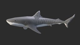 Tiger Shark (Galeocerdo Cuvier) shark, fish, predator, ocean, pbr, gameasset, animal, animation, animated, rigged, sea, gameready
