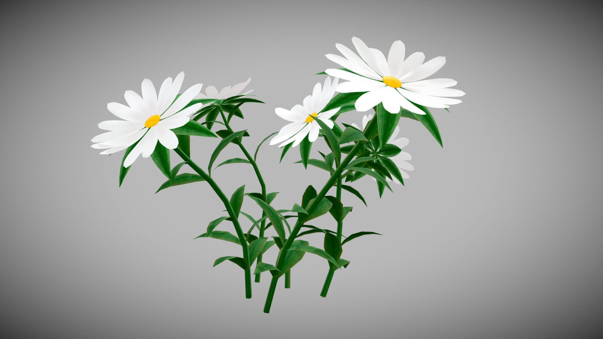 White Chamomiles  / Flowers / Low poly / Game ready/
Beautiful forest flower that is suitable for interior, exterior visualization and game projects. Realistic model with texture, uv map. Ready for use in game engines, visualization or animation. Advanced Render . Nо plugins. It's simple, take it and use it! Enviroments and lighting setups are not included, but let me know if you want them. If you have any queston about format , contact me please. Please don't forget to rate the model, for us it is very important . Total number of polygons: 4710 3d model