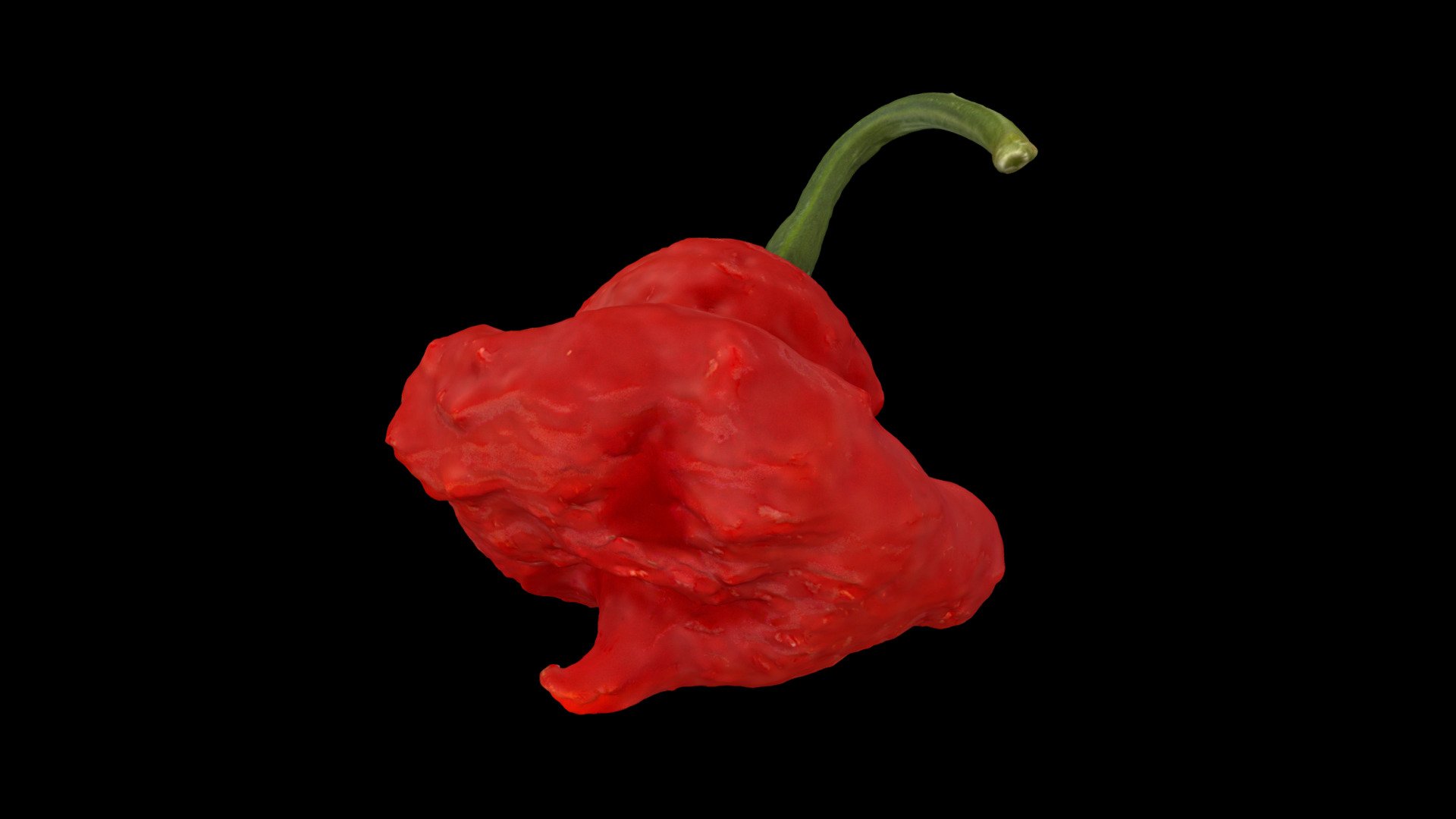 The first ripe Scarlet Rose (KSSR) pepper of my 2023 season.

Digitized with a turntable workflow; Sony a6000, 55mm lens, Agisoft metashape.

The Scarlet Rose is a cross (hybrid) between the MOA scotch bonnet and Bahamian Goat chili peppers. It is a hot pepper, with heat comparable to a habanero 3d model