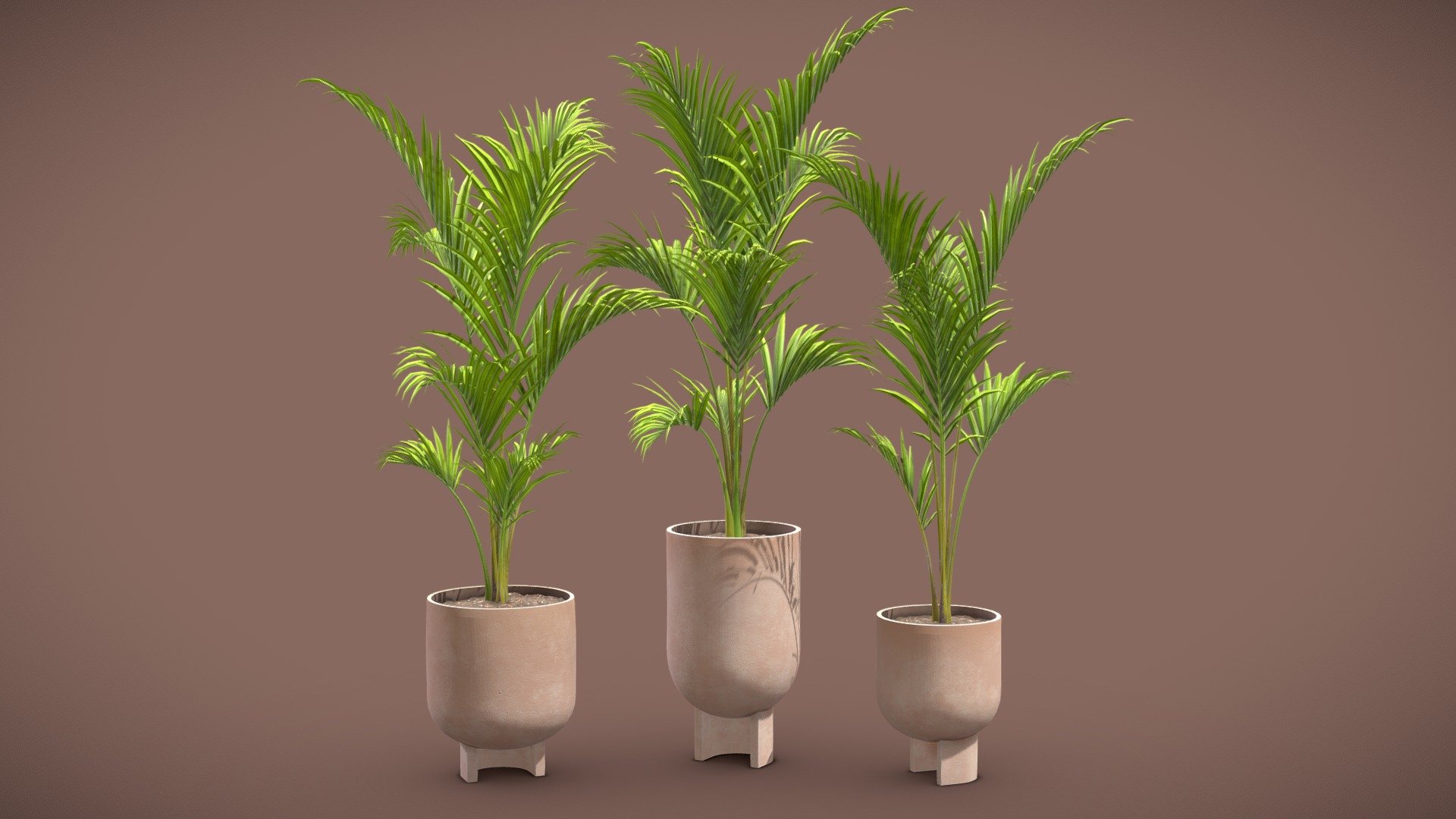 Palm Set - Ravenea rivularis

Majesty palm (Ravenea rivularis) is an indoor tree with long arching green fronds atop multiple stems. Theses potted houseplants will bring tropical fair to your indoor renders. 

4k Textures




Vertices  28 352

Polygons  18 736

Triangles 37 472
 - Palm Set - Ravenea rivularis - Buy Royalty Free 3D model by AllQuad 3d model