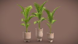 Palm Set pot, tropical, set, palm, concrete, pack, indoor, exotic, palmtree, interior, rivularis, ravenea