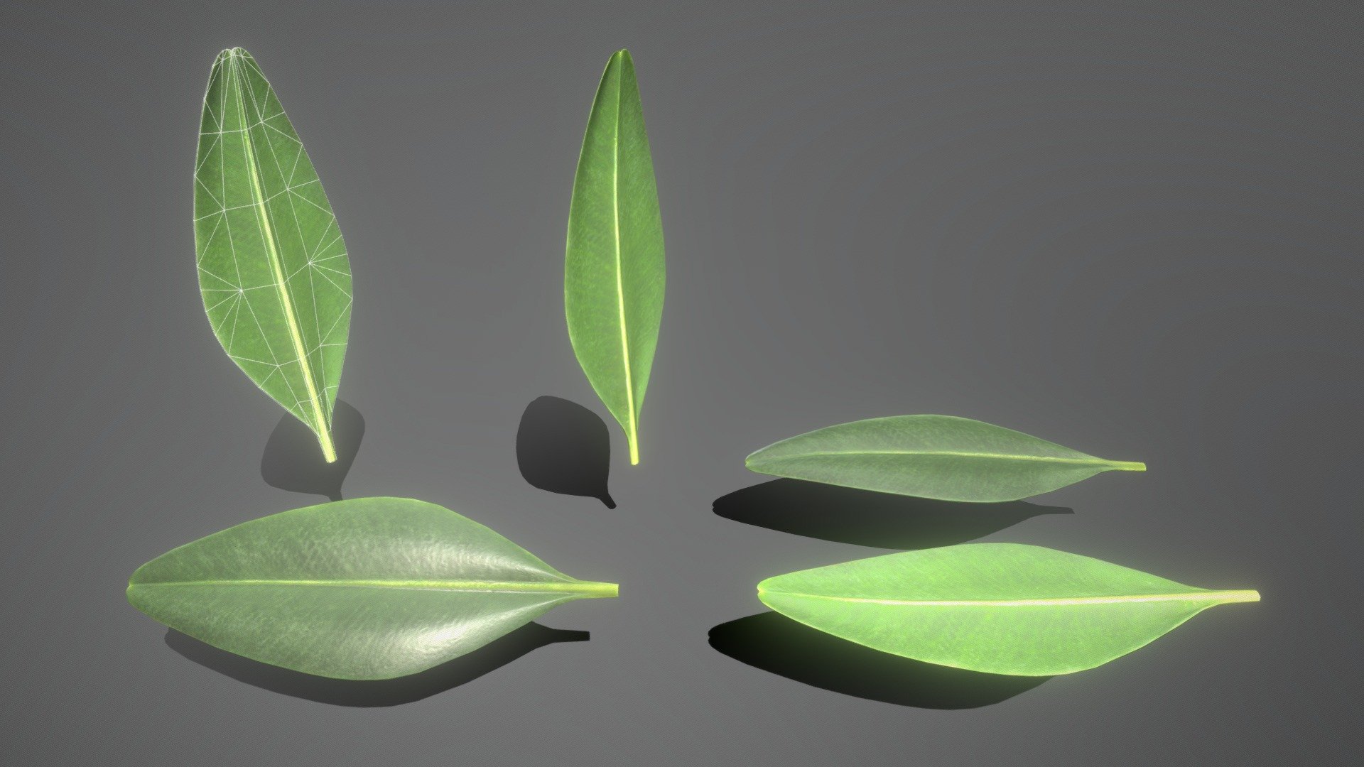 Here is the low-poly version of the boxwood leaf.






High-Poly Version (Polygons = 3382)






Name - Boxwood Leaf Low-Poly Version  

Dimensions -  0.009m x 0.025m x 0.002m 

Vertices = 135 

Edges = 331 

Polygons = 198 



3D model formats: 




Native format (*.blend)

Autodesk FBX (.fbx)

OBJ (.obj, .mtl)

glTF (.gltf, .glb)

X3D (.x3d)

Collada (.dae)

Stereolithography (.stl)

Polygon File Format (.ply)

Alembic (.abc)

DXF (.dxf)



Modeled and textured by 3DHaupt in Blender-2.91 - Boxwood Leaf Low-Poly - Buy Royalty Free 3D model by VIS-All-3D (@VIS-All) 3d model